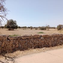 Dry stone wall along a dirt road with a parched field and scattered trees under a clear blue sky.